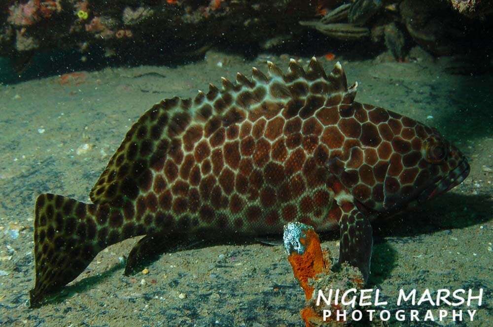 Image of Barred-chest Rock-cod