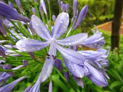 Imagem de Agapanthus praecox Willd.