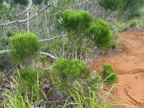 Image de Gymnostoma deplancheanum (Miq.) L. Johnson