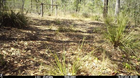 Image of Painted Buttonquail