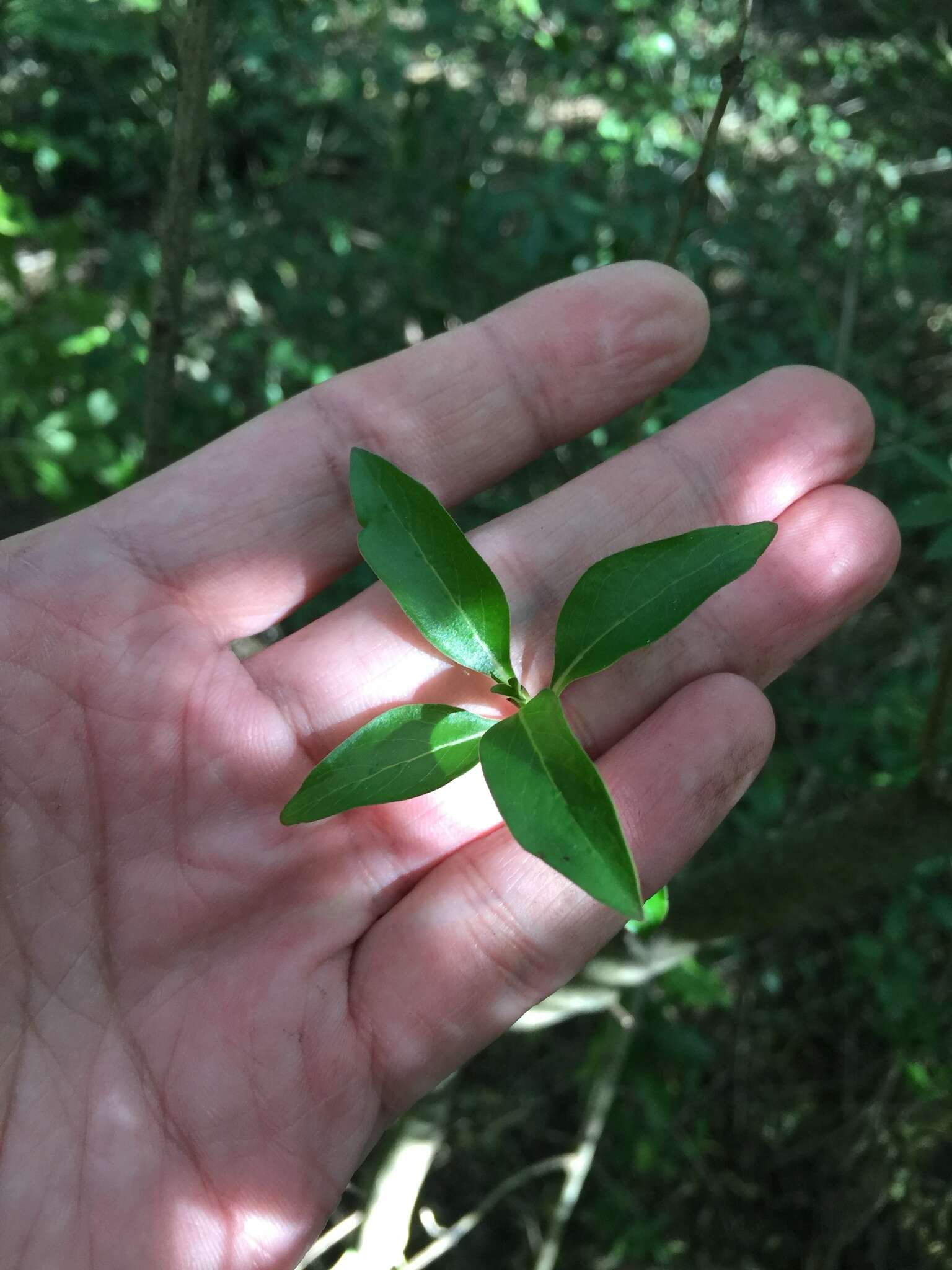 Imagem de Coprosma conferta A. Cunn.