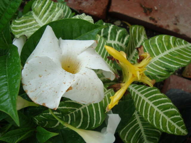 Image de Mandevilla boliviensis (Hook. fil.) R. E. Woodson