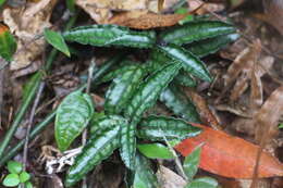 Image of Ardisia violacea (T. Suzuki) W. Z. Fang & K. Yao