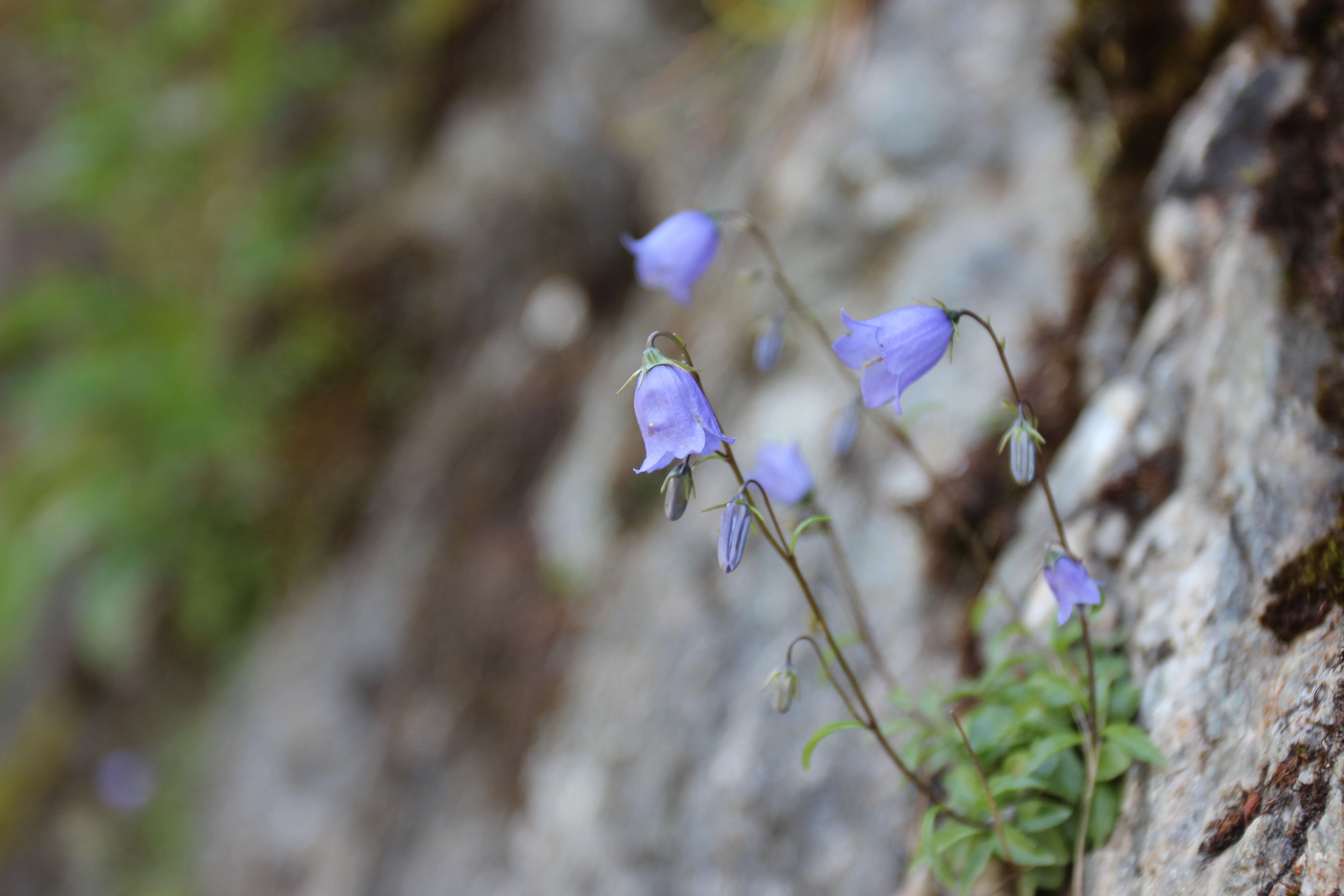 Image of Campanula cochleariifolia Lam.