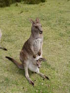 Image of kangaroo