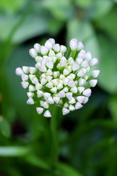 Image of Broad-leaved Chives