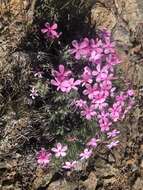 Image of Yreka phlox