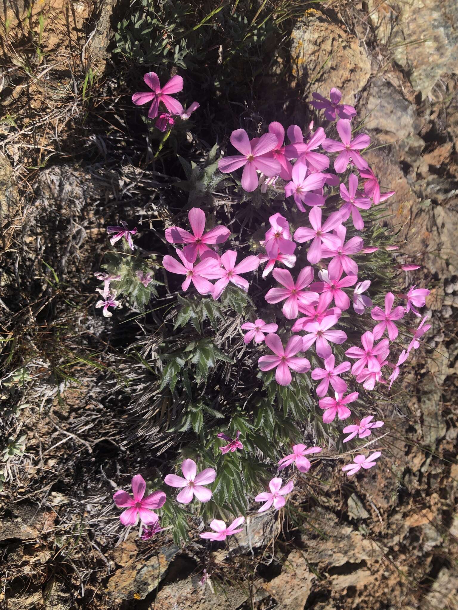 Image of Yreka phlox