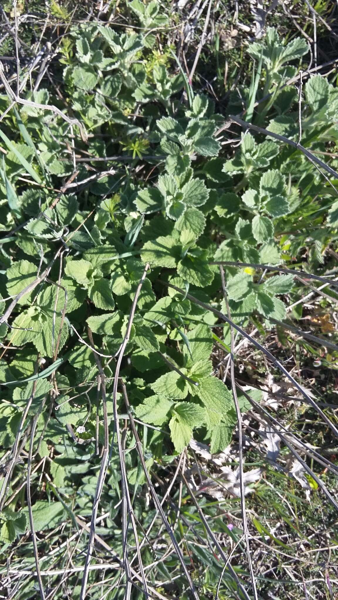 Image of horehound