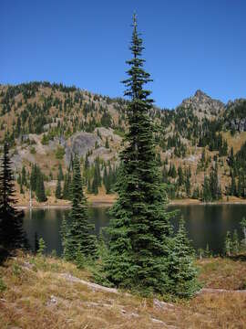 Image of subalpine fir