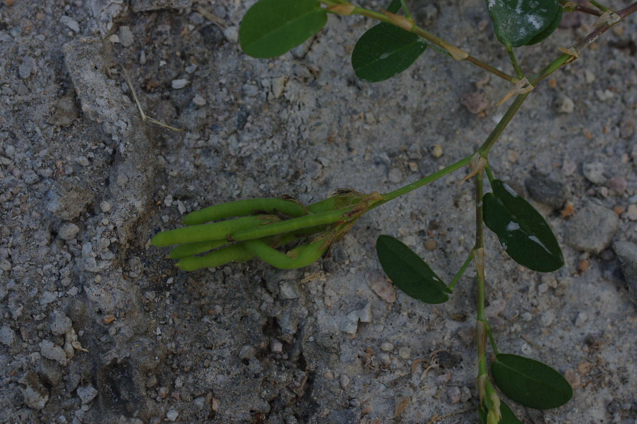 Plancia ëd Alysicarpus vaginalis var. vaginalis