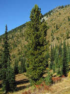 Image of whitebark pine