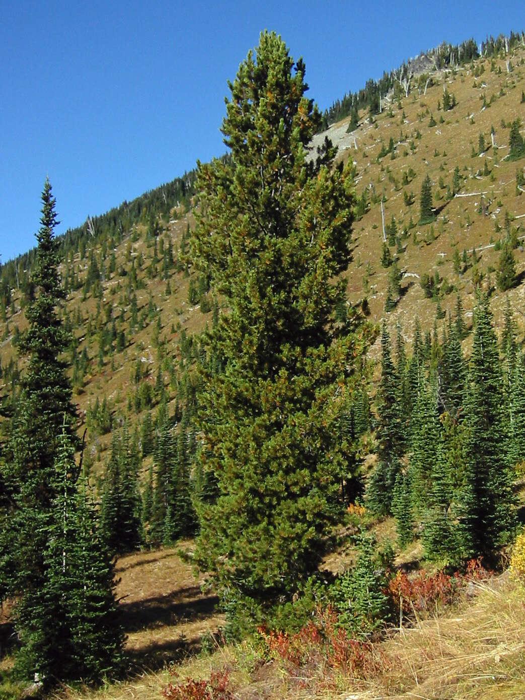 Image of whitebark pine