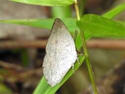 Image of Curetis santana malayica Fruhstorfer 1908