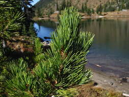 Image of whitebark pine