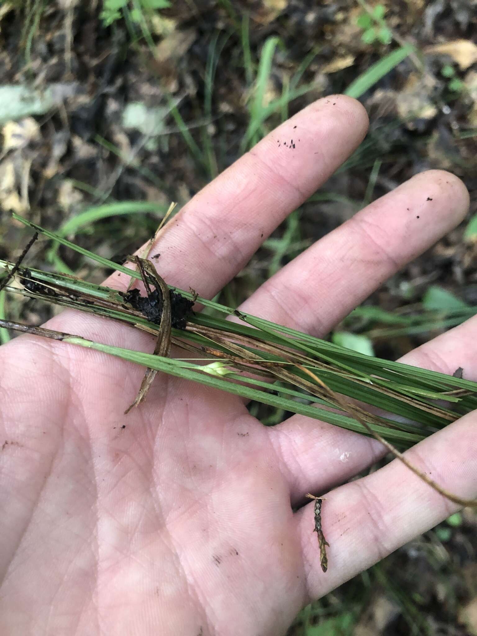 Image of Limestone-Forest Sedge