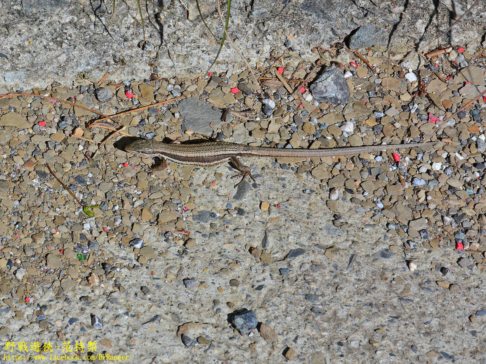 Image of Takydromus hsuehshanensis Lin & Cheng 1981