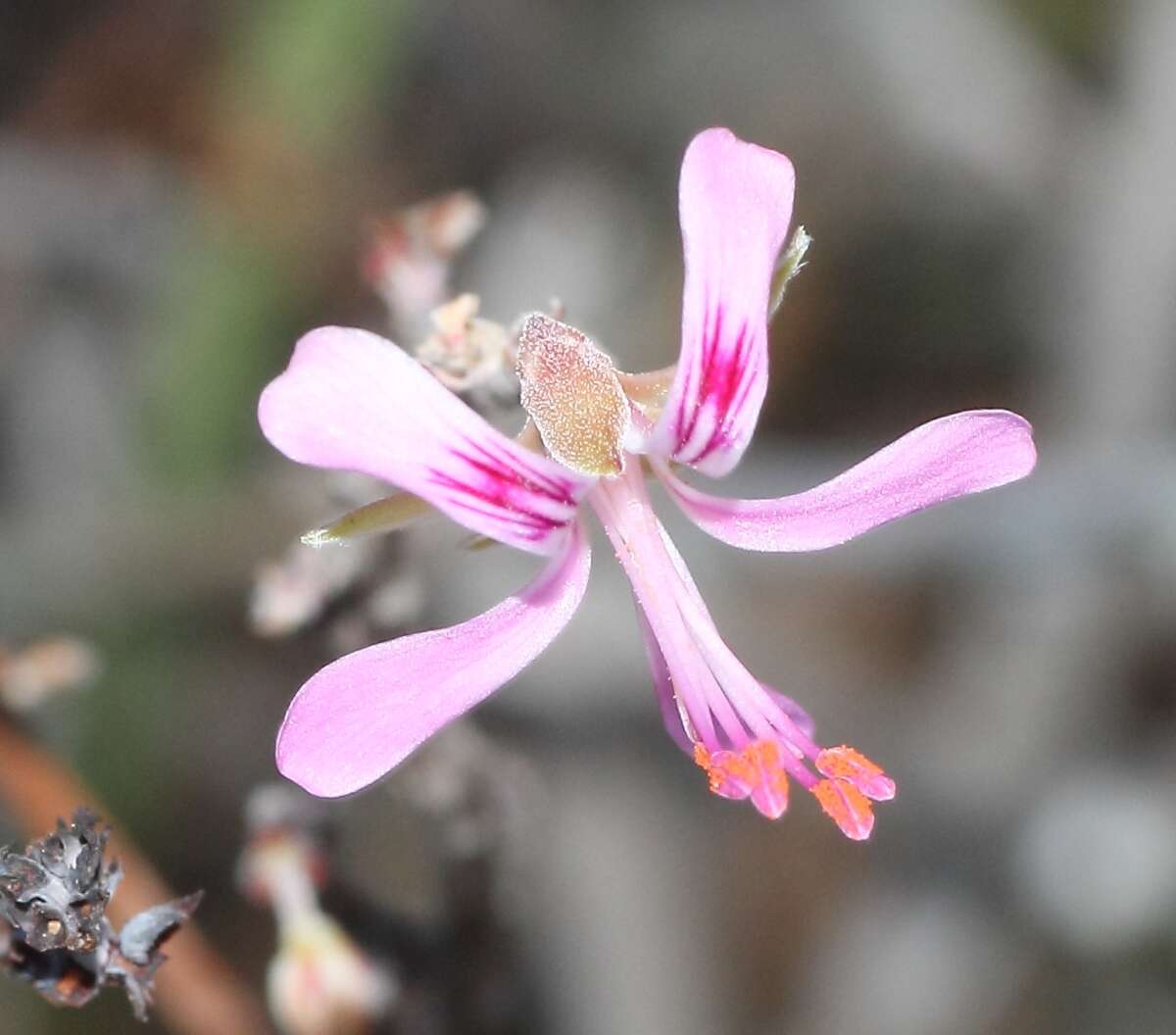 Pelargonium karooicum Compton & Barnes resmi