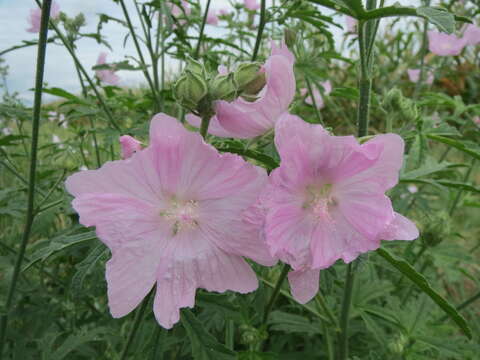 Image of musk mallow