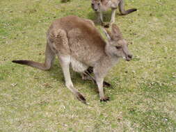 Image of kangaroo