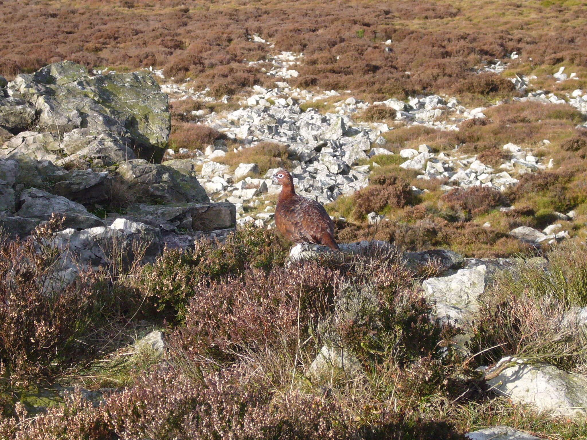 Image of Red Grouse