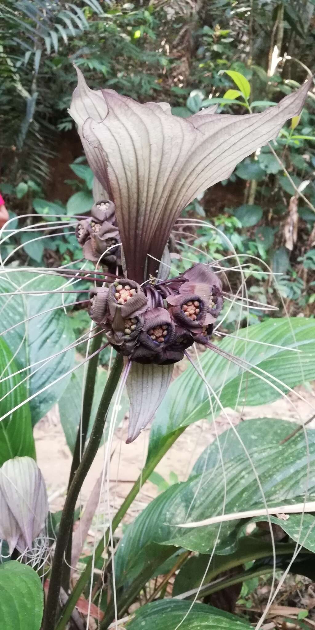 Sivun Tacca integrifolia Ker Gawl. kuva