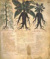 Image de Mandragora officinarum