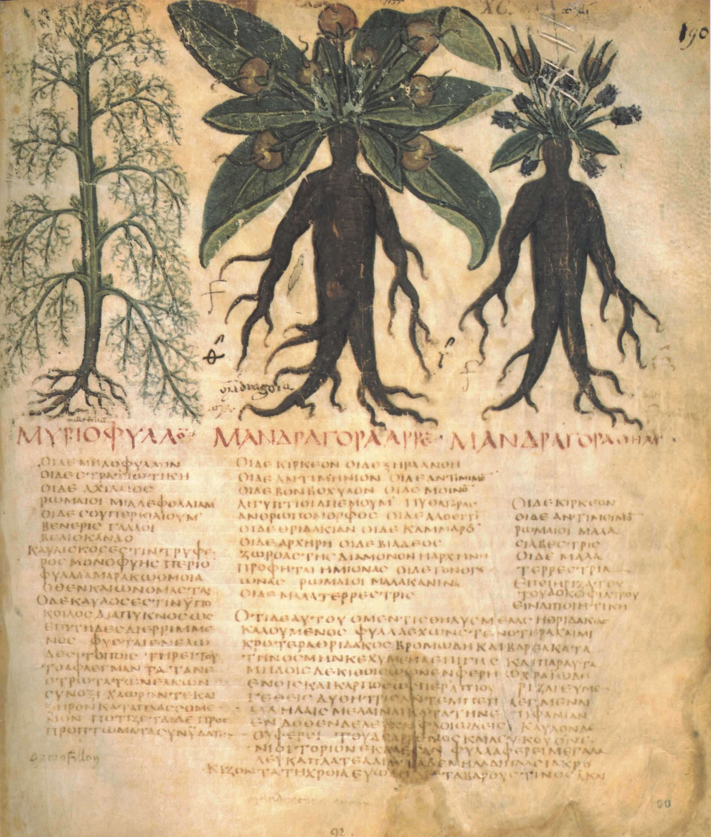 Image de Mandragora officinarum