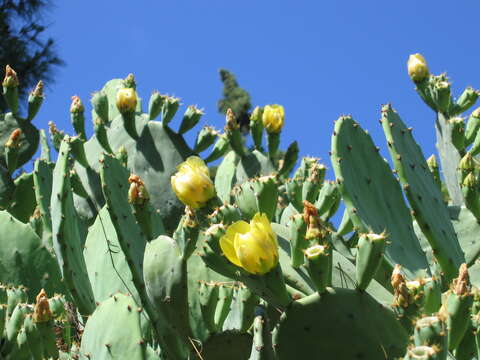 Image of Opuntia dillenii