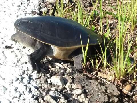 Image of Narrow-breasted snakeneck turtle