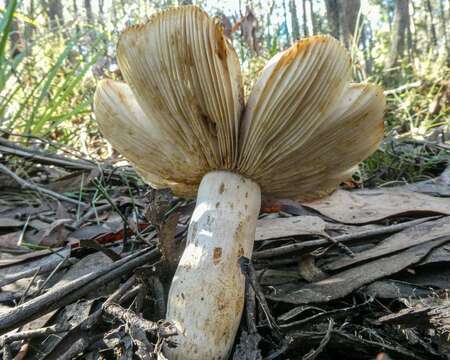 Image of Russula neerimea Grgur. 1997