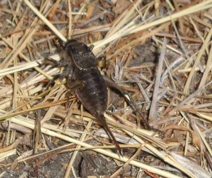 Image of Southern Barbed-wire Bush-cricket