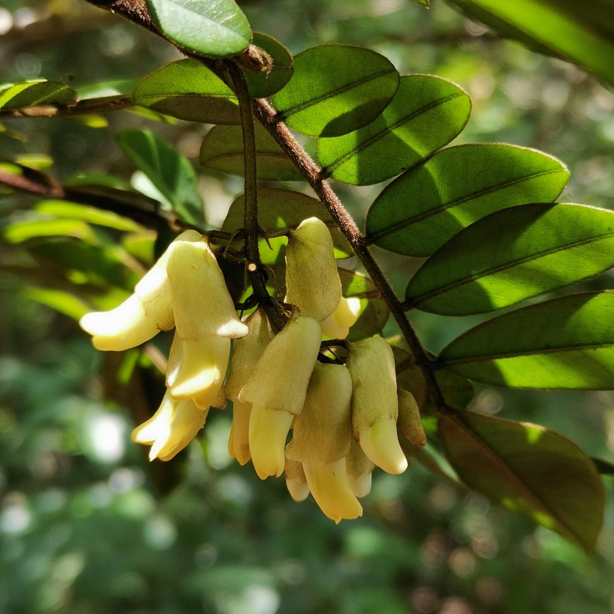 Image of Sophora prazeri Prain