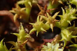 Image de Chorizanthe procumbens Nutt.