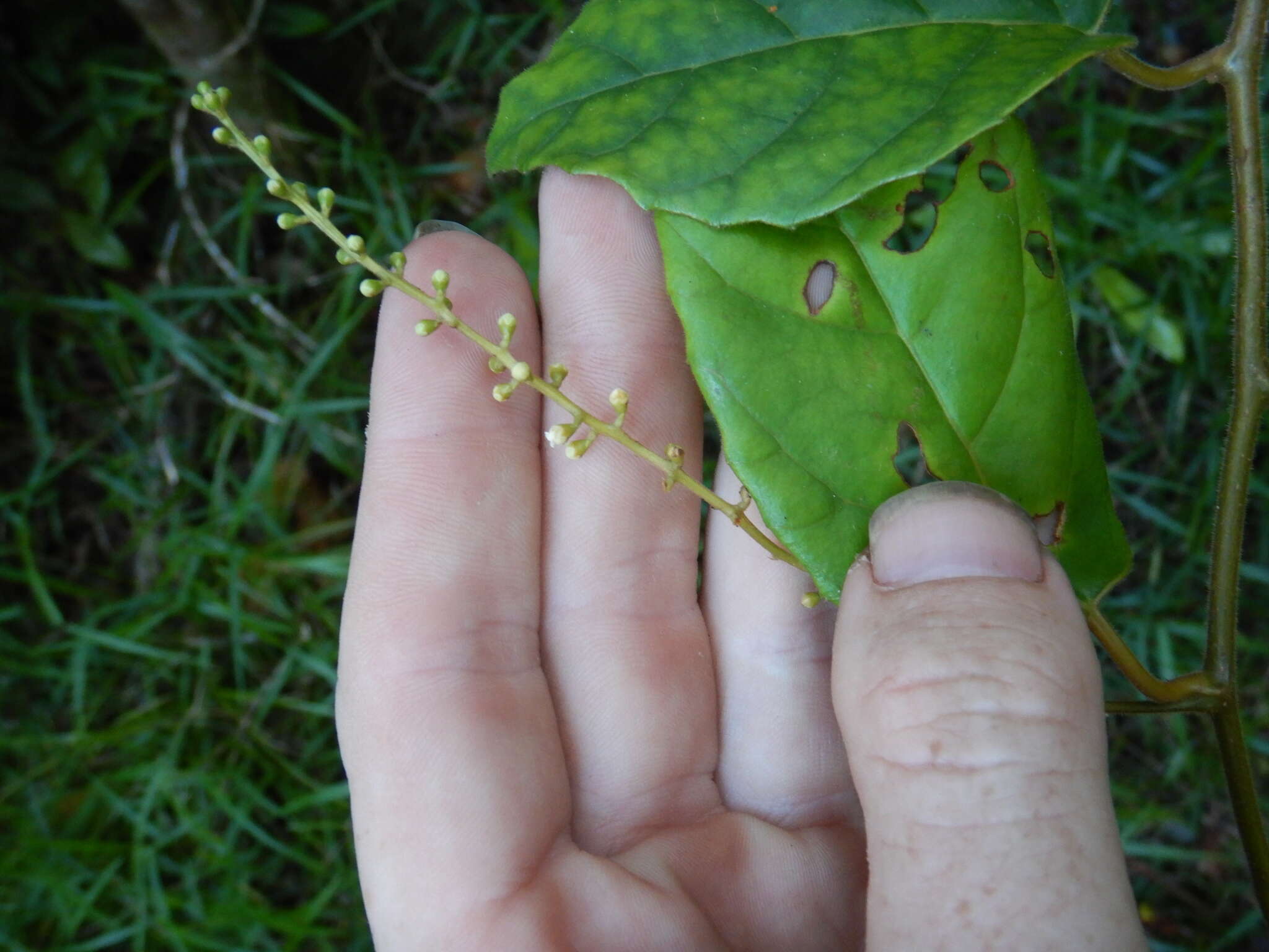 Plancia ëd Maesa dependens F. Muell.