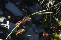 Image of Brachypodium kawakamii Hayata