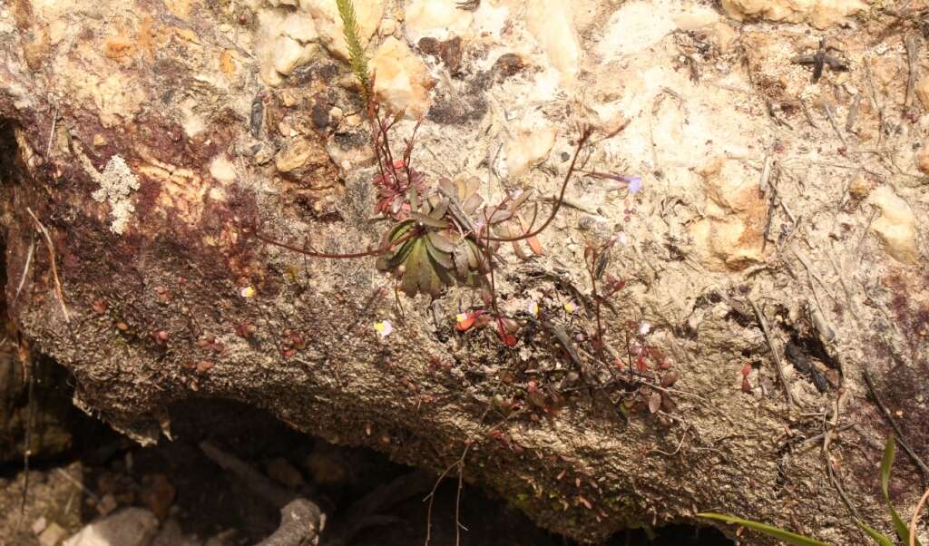 Image of Utricularia bisquamata Schrank