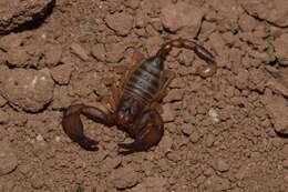 Euscorpius candiota Birula 1903 resmi