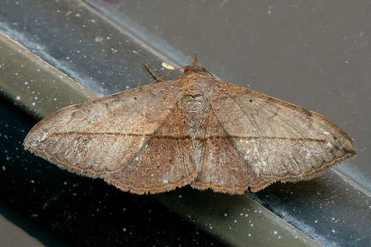 Image of Velvetbean Caterpillar Moth