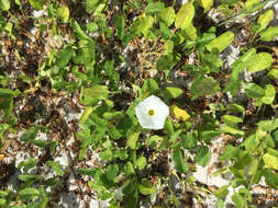 Image of beach morning-glory