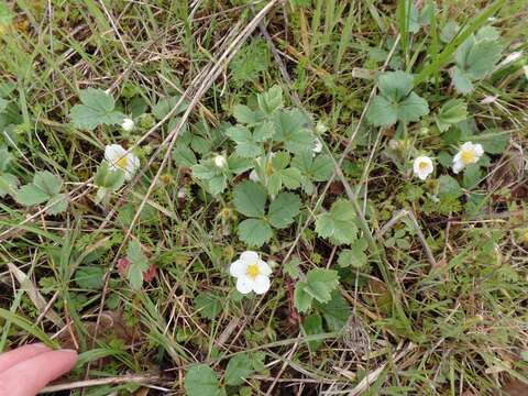 Image of Fragaria ananassa subsp. cuneifolia (Nett. ex Howell) G. Staudt