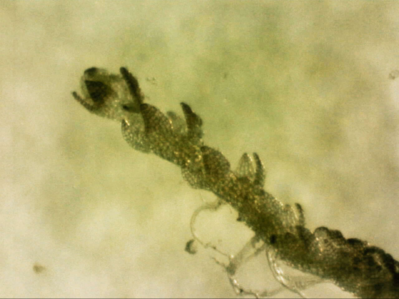 Image of Cephaloziella exiliflora (Taylor) Douin