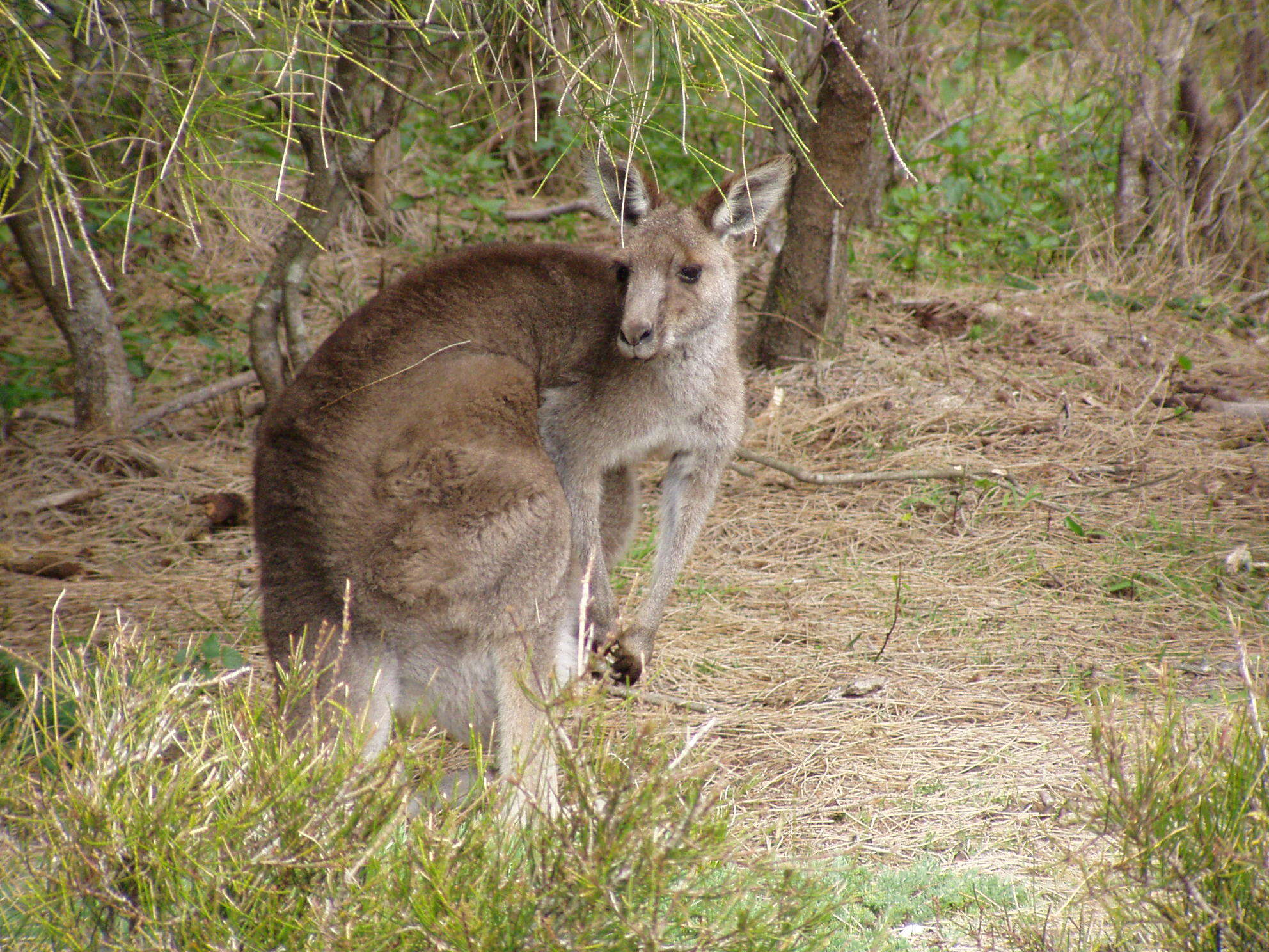 Image of kangaroo