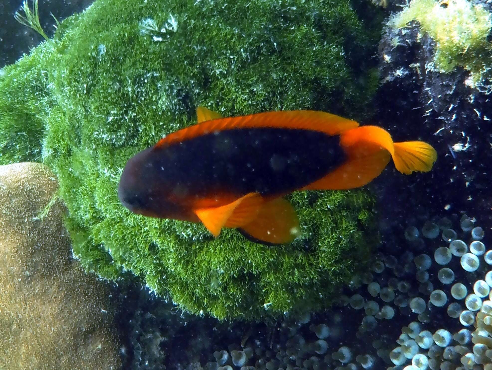 Image of Red saddleback anemonefish