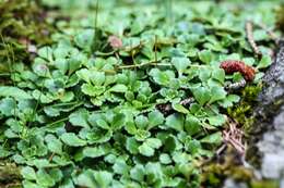 Image of Saxifraga cuneifolia L.