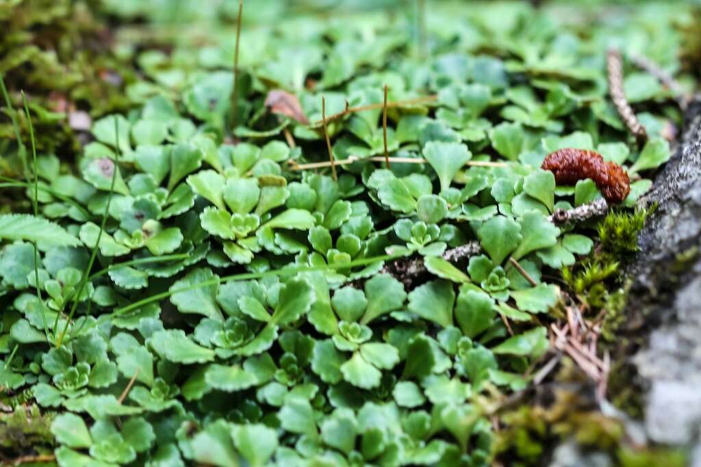 Image of Saxifraga cuneifolia L.