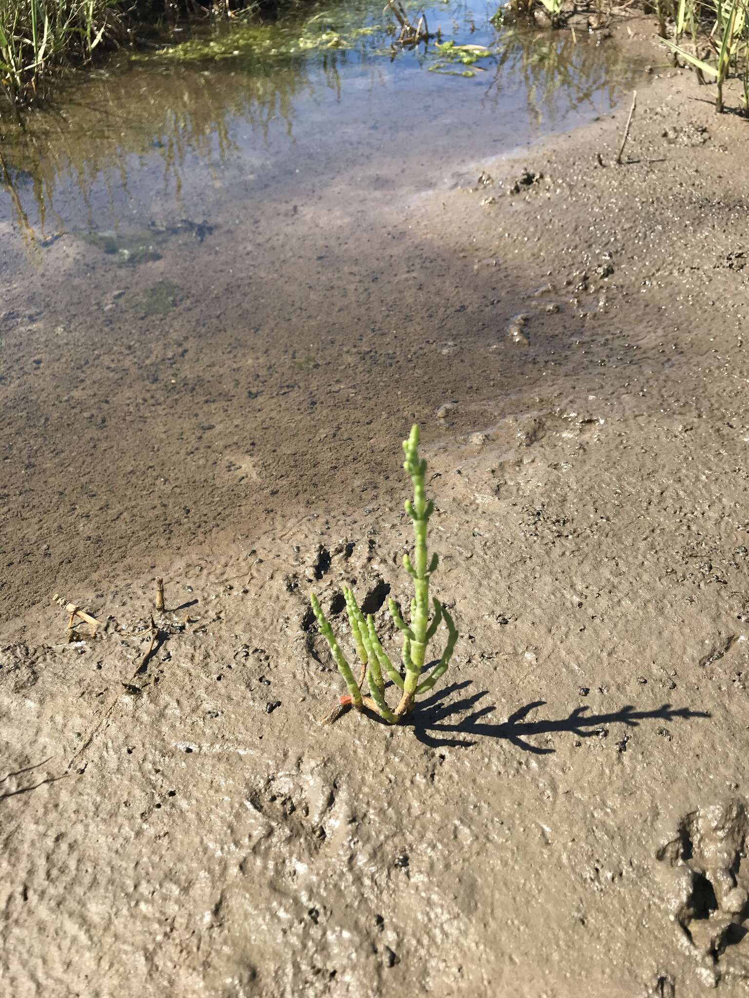 Image of glasswort