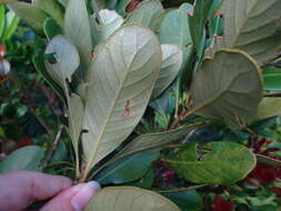 Image of Lithocarpus formosanus (Skan) Hayata