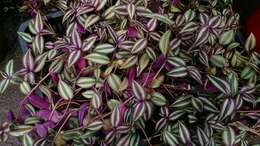 Imagem de Tradescantia zebrina Bosse