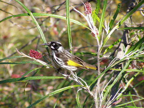 Image of Grevillea aspleniifolia Knight & Salisb.